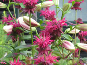 bee balm